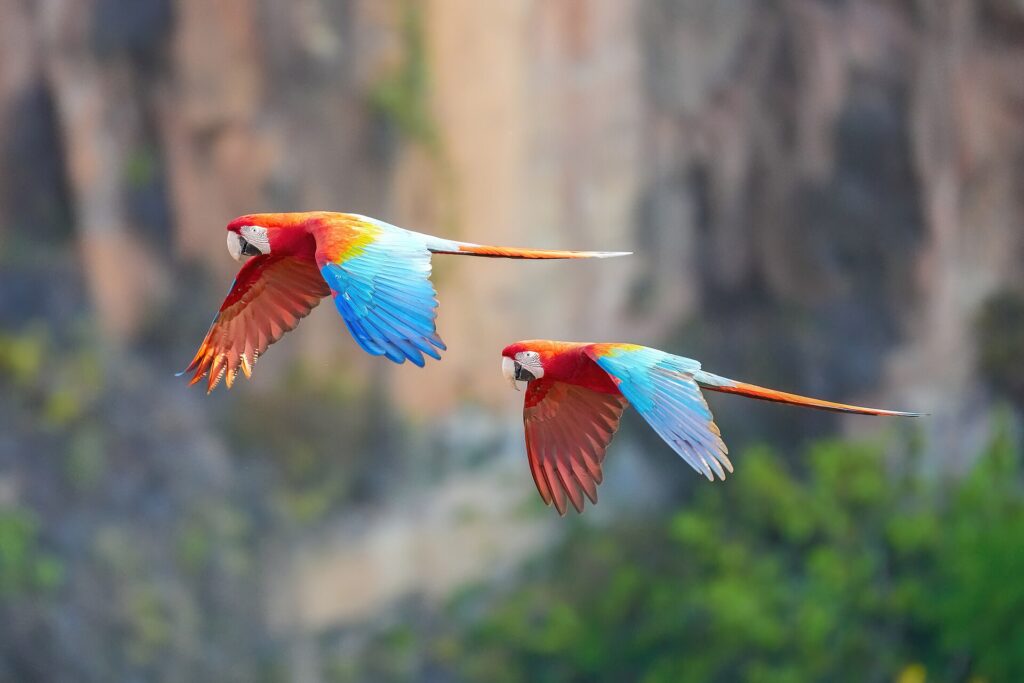 Red-and-green macaw couple flying in Chapada dos Guimarães
