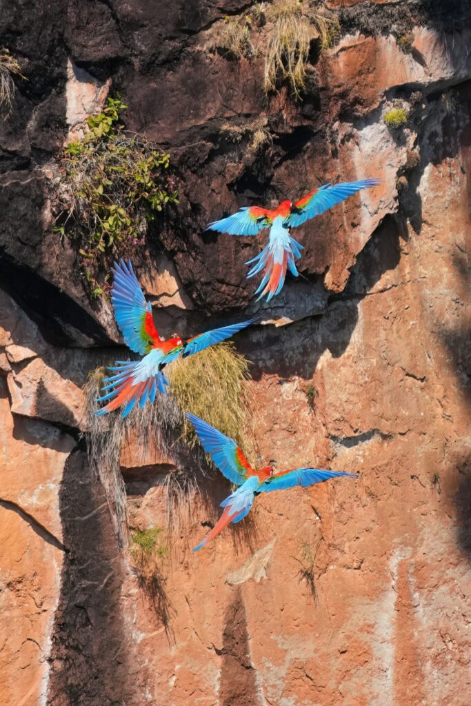 Araras-vermelhas voando junto ao paredão na Chapada dos Guimarães
