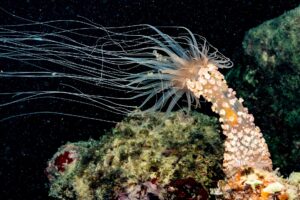 Marine life in Abrolhos Marine National Park