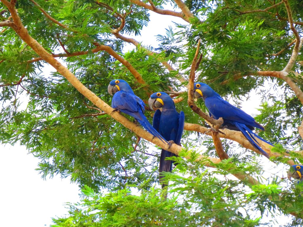 Hyacinth macaws in Pantanal vegetation