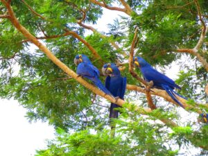 Hyacinth macaws in Pantanal vegetation