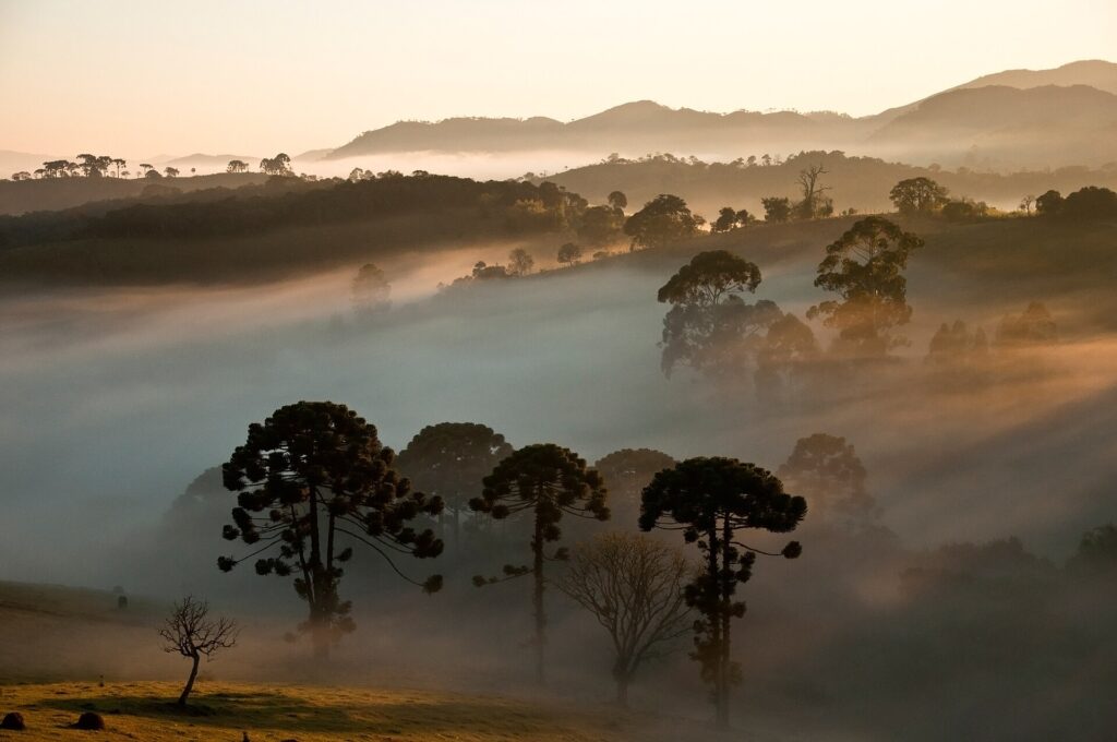 Araucaria trees in Serra da Bocaina
