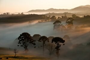 Araucaria trees in Serra da Bocaina