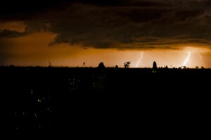Firefly bioluminescence and lightning in the cerrado