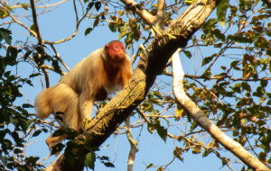 White uakari in a floodplain tree