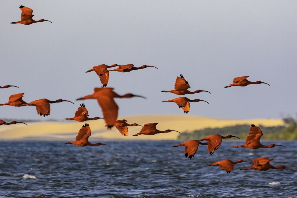 Revoada de guarás vermelhos sobre o Delta do Parnaíba