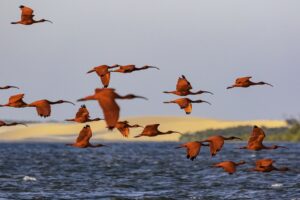 Scarlet ibis flock over the Parnaíba Delta
