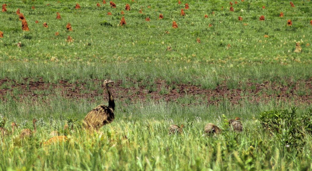Rhea in a field with termite mounds in Emas National Park