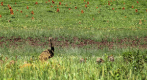 Rhea in a field with termite mounds in Emas National Park