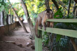 Capuchin monkey in Bonito forest