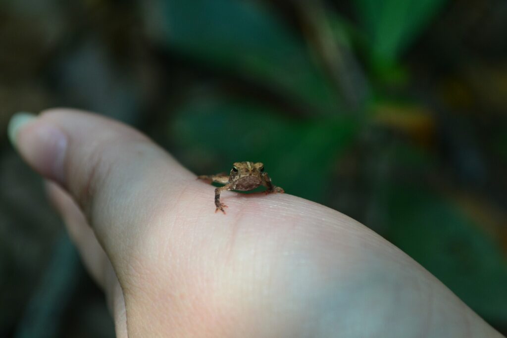 Tiny frog of Bonito wildlife