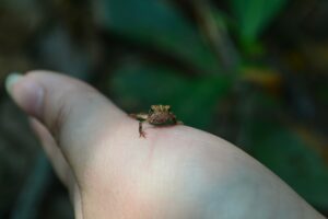 Tiny frog of Bonito wildlife