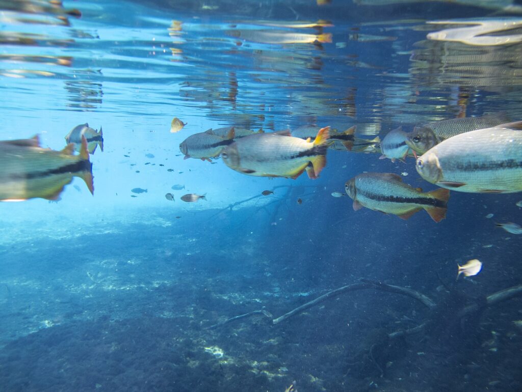 Prata river in Jardim, Mato Grosso do Sul