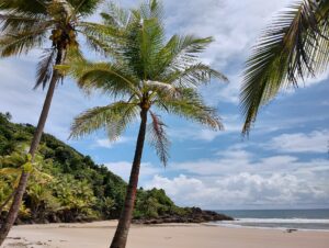 Palm trees by the sea in Itacaré