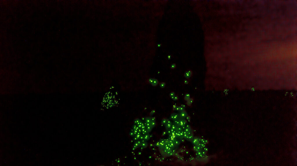 Glowing termite mound in Emas National Park