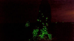 Glowing termite mound in Emas National Park
