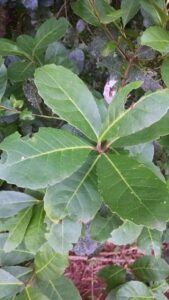 Yerba mate leaves (Ilex paraguariensis)