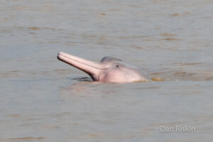 Pink river dolphin surfacing