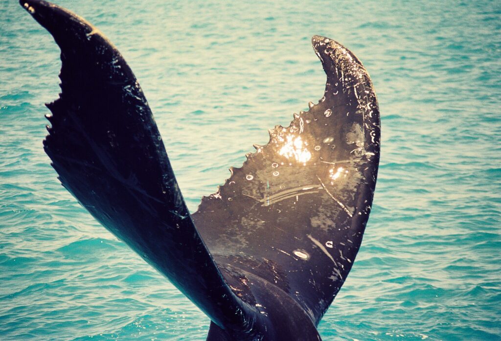 Humpback whale tail in Abrolhos