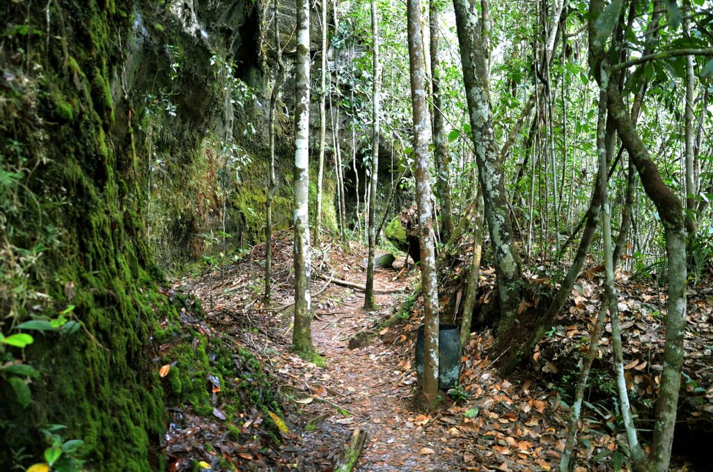 Forest trail in Presidente Figueiredo