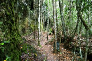 Forest trail in Presidente Figueiredo