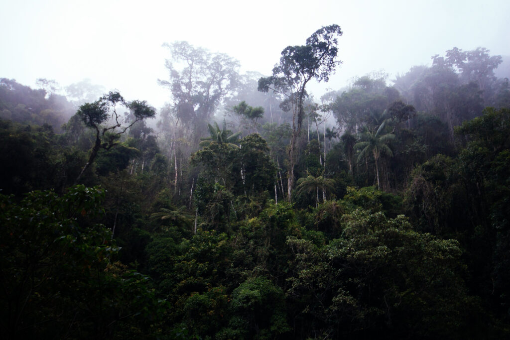 Atlantic Forest in the lower Itatiaia National Park