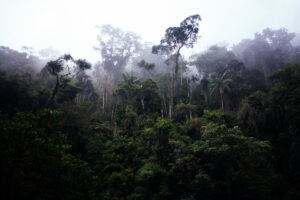 Atlantic Forest in the lower Itatiaia National Park