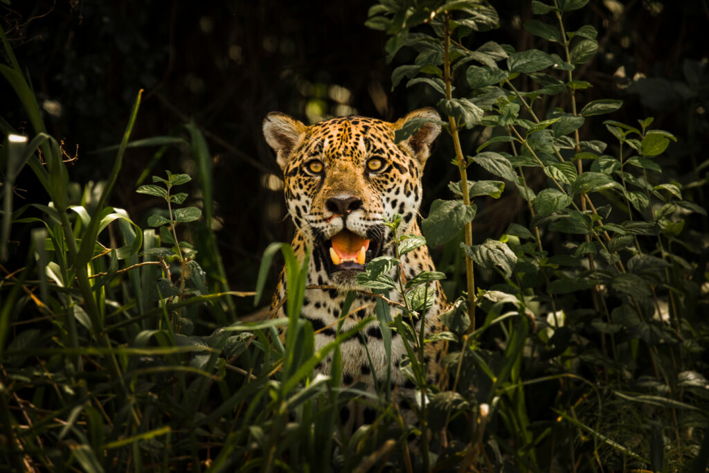 Jaguar among vegetation in the Pantanal