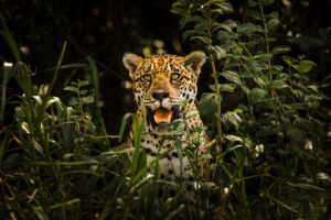 Jaguar among vegetation in the Pantanal