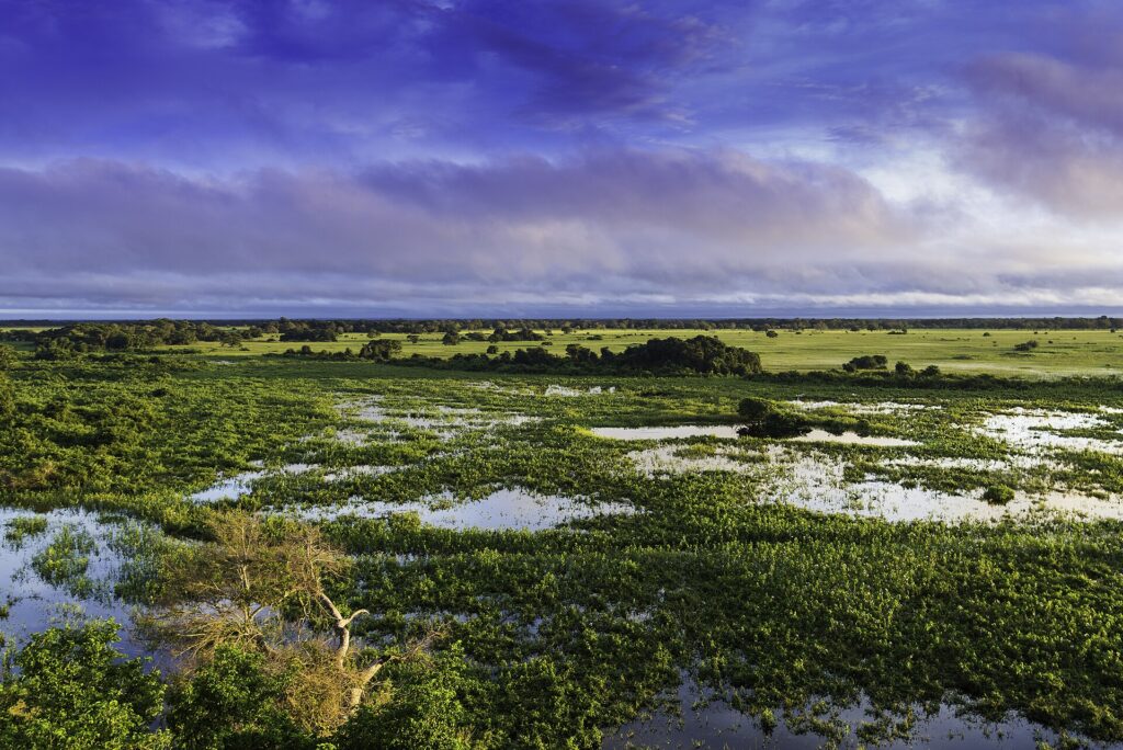 Aerial view of Pantanal wetlands
