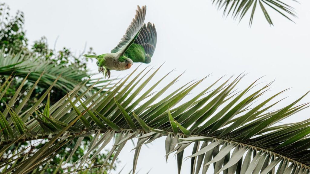 Papagaio verde em voo sobre folhagens