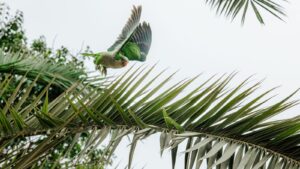 Papagaio verde em voo sobre folhagens
