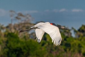 Jabiru in flight at Cantão State Park