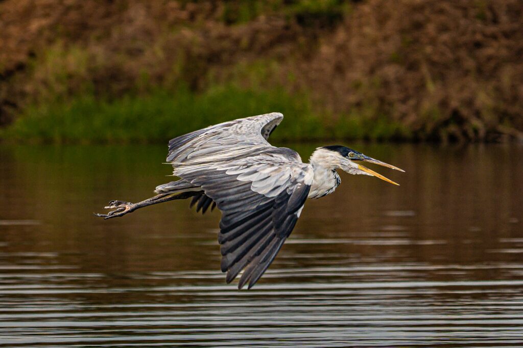 Heron in flight at Cantão State Park