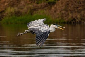 Heron in flight at Cantão State Park