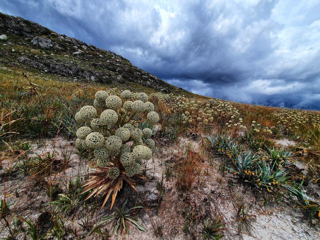 Rocky grasslands of Serra do Cipó