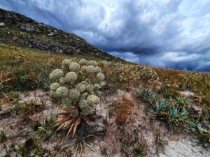 Rocky grasslands of Serra do Cipó