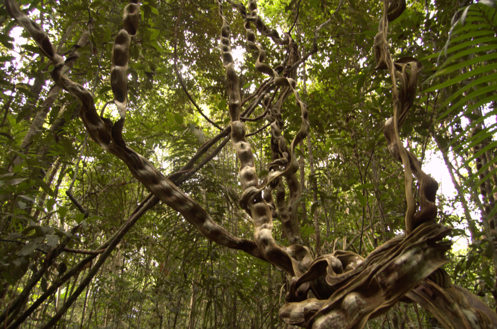 Anavilhanas National Park forest