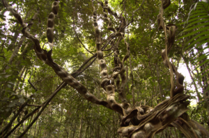 Anavilhanas National Park forest