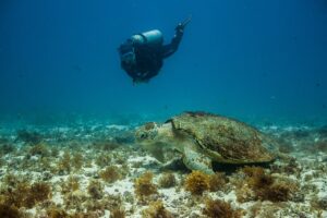 Sea turtle and diver in Fernando de Noronha