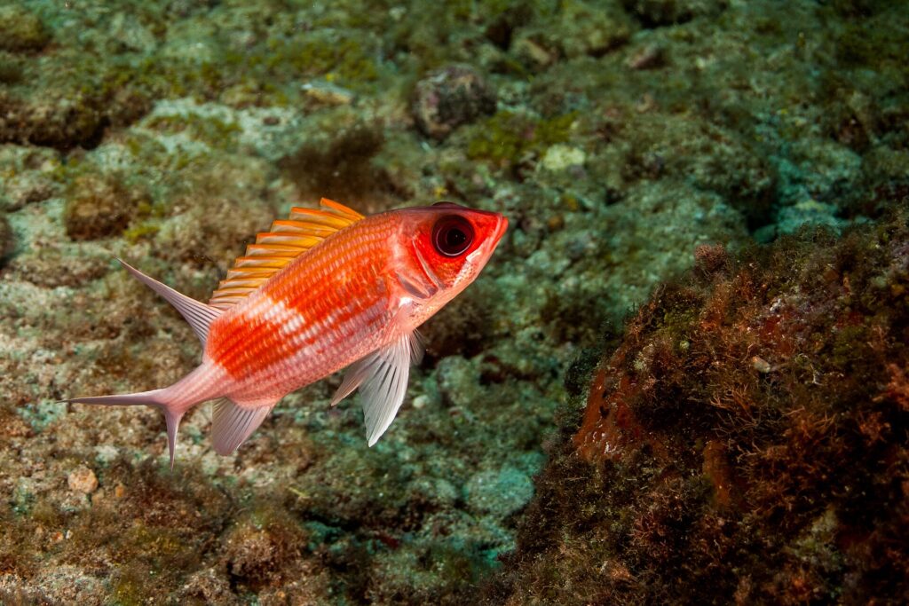Squirrelfish in Fernando de Noronha waters