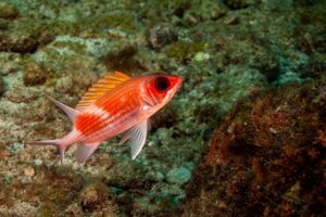 Squirrelfish in Fernando de Noronha waters
