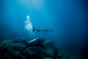 Barracuda and diver in Fernando de Noronha