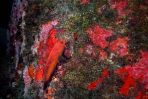 Marine life in Fernando de Noronha Marine National Park