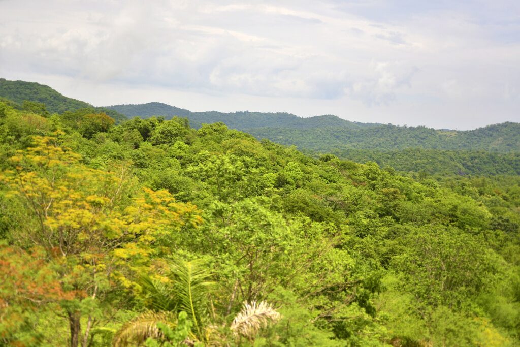 Forest of Serra da Bodoquena National Park