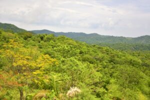 Forest of Serra da Bodoquena National Park