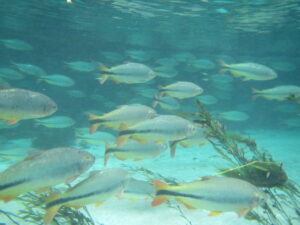School of fish in the crystal-clear waters of the Sucuri River in Bonito