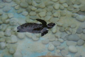 Sea turtle hatchling at Project Tamar, Praia do Forte