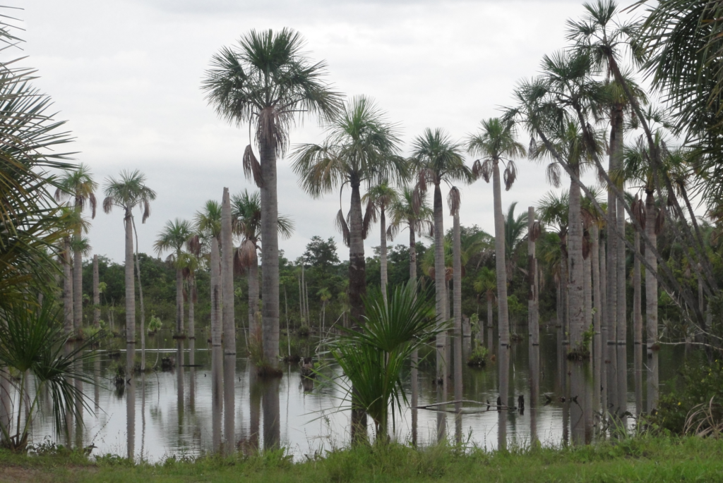 Lake with buriti palms at Recanto das Araras, Nobres