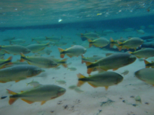 Fish school in crystal-clear water at Reino Encantado, Nobres